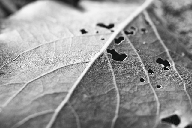 leaf with holes
