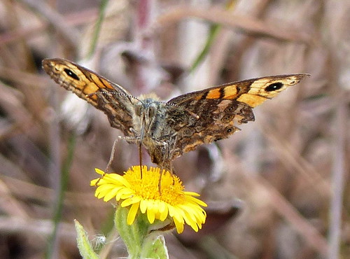 Wall Brown | by MaryJ42