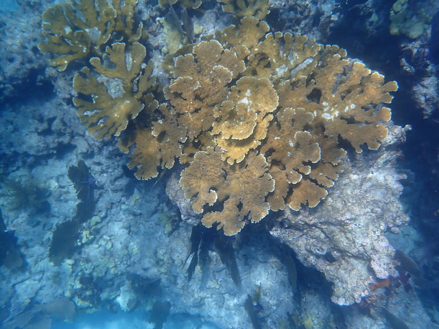 27 AUG 2022 PM Molasses Reef Dive Sites