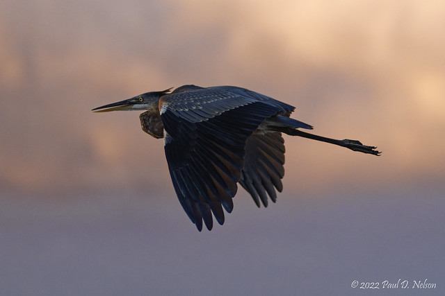 _PDN3859_Great Blue Heron does a flyby at dawn; Navarre Beach, Florida