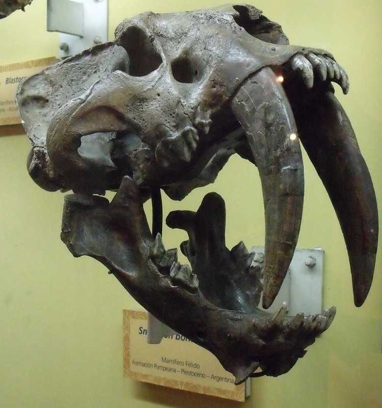 Cráneo de Smilodon populator © Museo Argentino de Ciencias Naturales Bernardino Rivadavia
