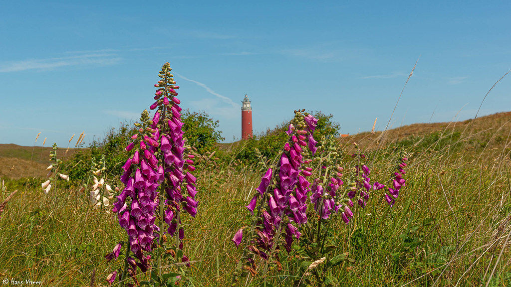 # Lupines in front of Lighthouse 'Eierland' on the Isle of Texel, the Netherlands
