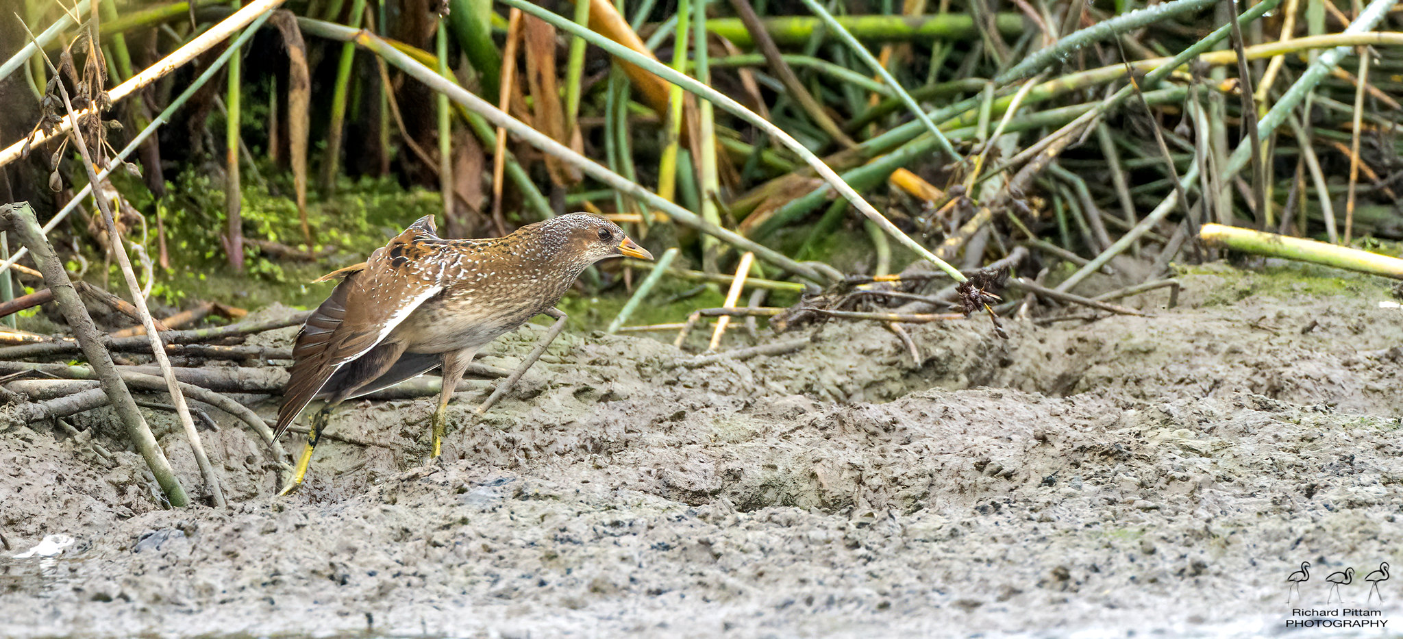 Spotted Crake [distant]