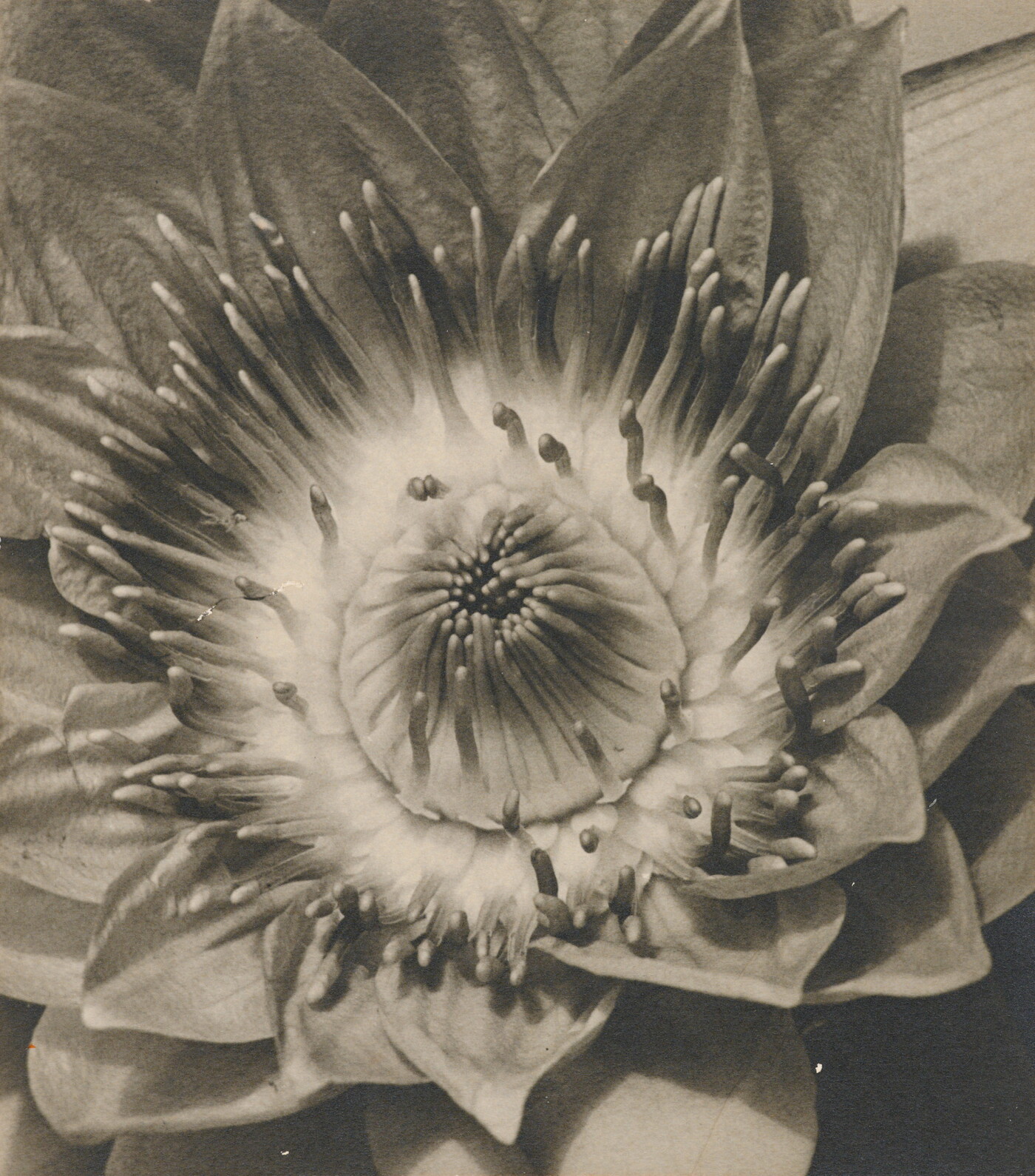 Carlotta M. Corpron (1901-1988); [Lotus blossom]; ca. 1940s; Gelatin silver print; Amon Carter Museum of American Art, Fort Worth, Texas, Bequest of the artist; P1988.16.54