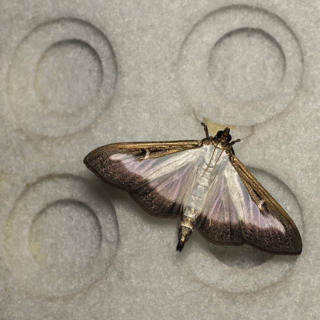 Box Wood Moth