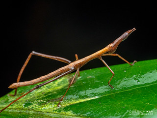 Jumping stick grasshopper (Proscopiidae) - P6122518