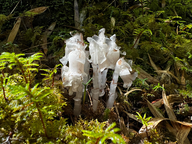 Indian-pipes