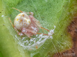 Orb weaver spider (Eustala sp.) - P6122618
