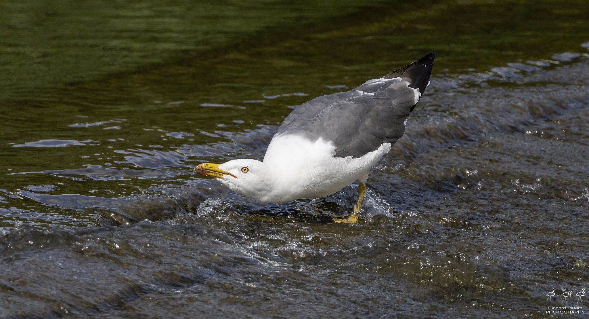 Adult Lesser Black-backed Gull