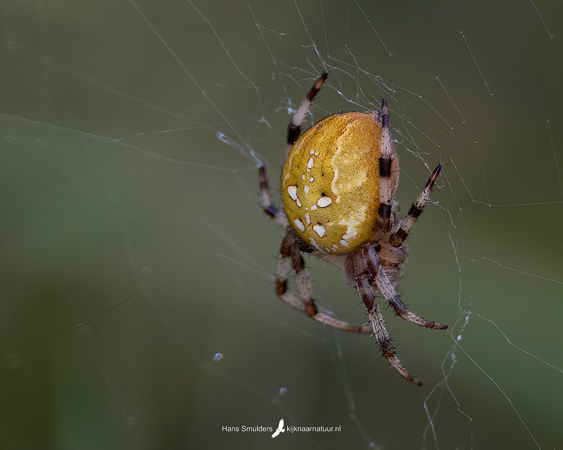 Viervlewkwielwebspin (Araneus quadratus)-250_2401