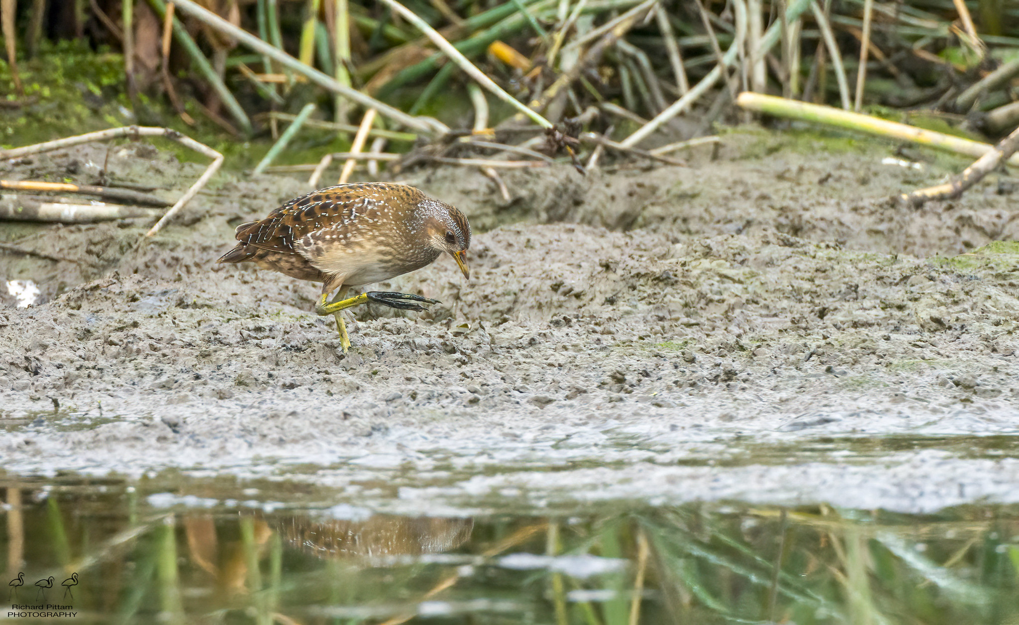 Spotted Crake [distant]