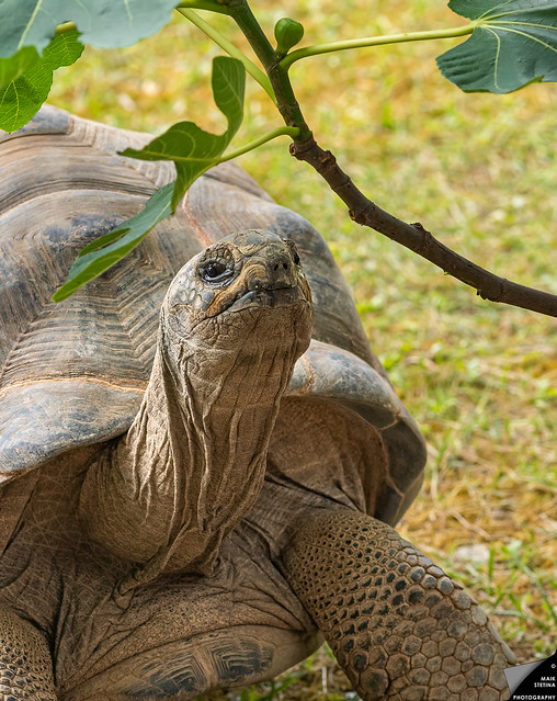 Welch Glück für die Seychellen-Riesenschildkröte im zoologischen Stadtgarten Karlsruhe, dass das leckere Grün in Reichweite ihres Halses wächst.