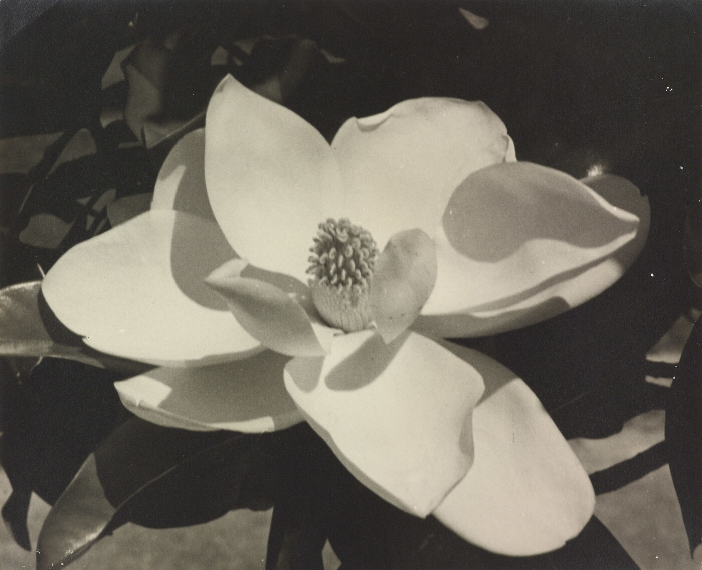 Carlotta Corpron (1901-1988); [Magnolia blossoms]; ca. 1930-1940; Gelatin silver print; Amon Carter Museum of American Art; Fort Worth, Texas; P1988.16.53 