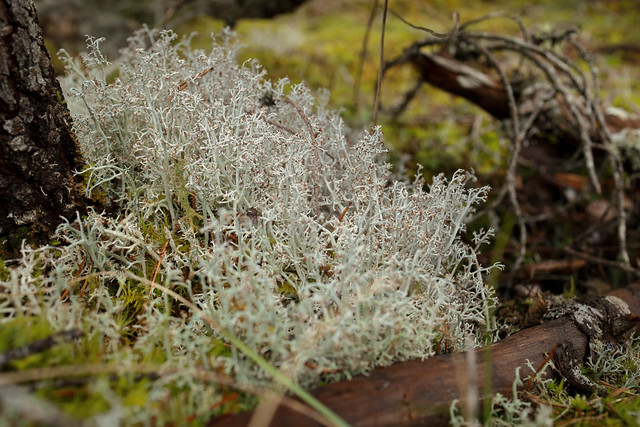 Cladoniaceae - Sooke Potholes Regional Park, Vancouver Island, British Columbia, Canada-2