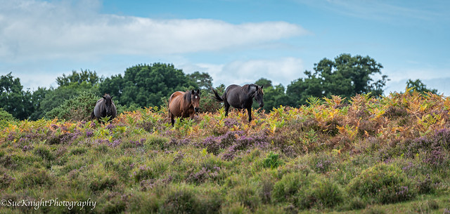 New Forest Walk
