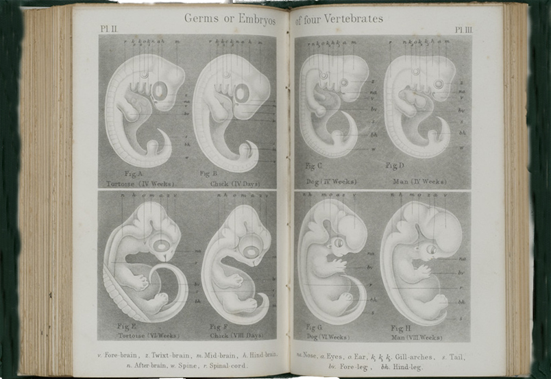 Germs or Embryos of Four Vertebrates