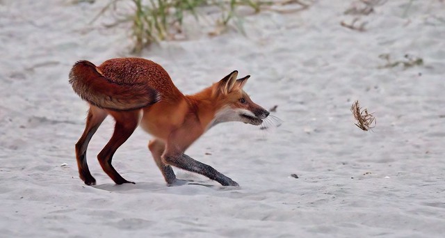Fox versus Twig