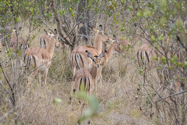 Look back. Portrait of a female impala as her friends merge into the bush. Elephant Plains Game Lodge, Sabi Sands Game Reserve, Kruger National Park, South Africa.