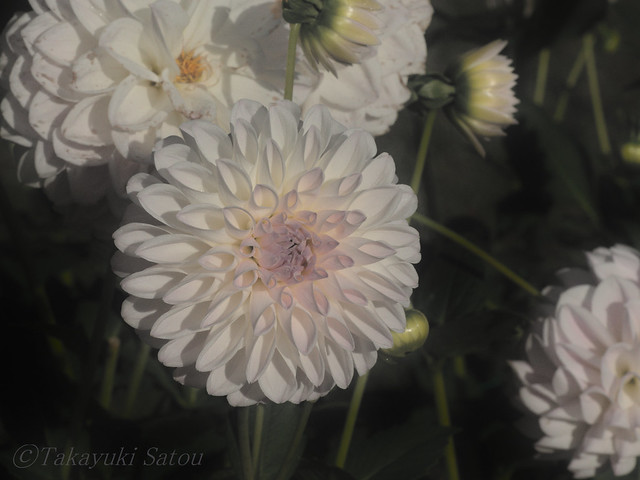 Dahlia  ( 雪紫 ) This name means Snow purple maybe )