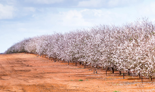Almond Blossoms Renmark along the Murray River