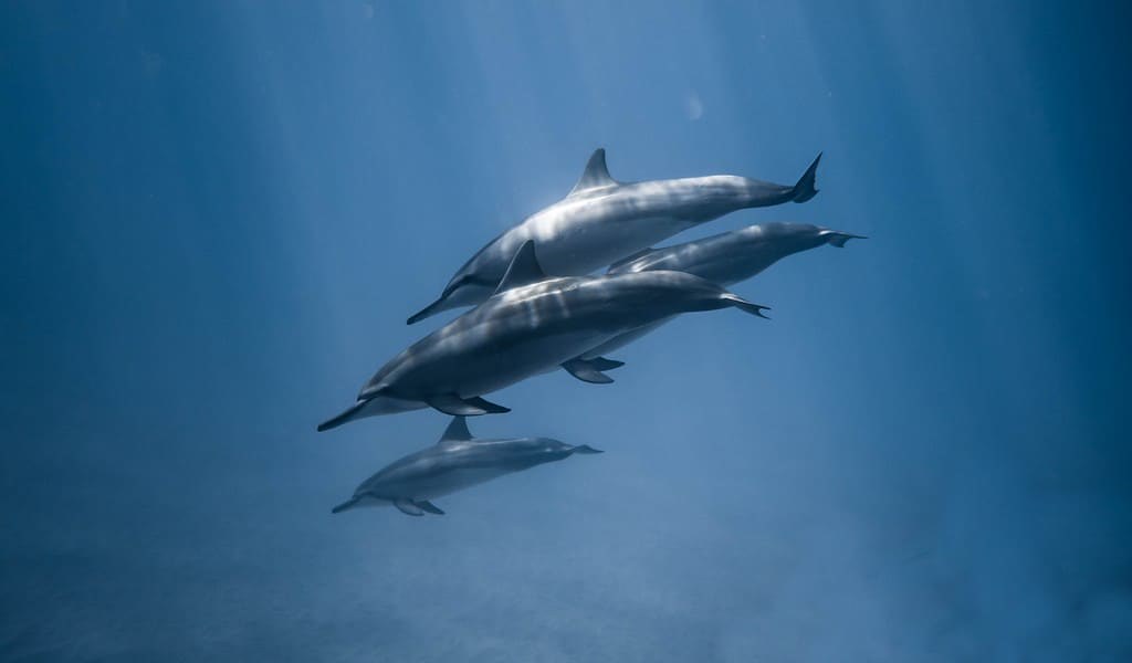 la-marée-noire-de-Deepwater-Horizon-liée-à-des-changements-génétiques-des-dauphins