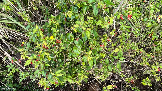 Rivina humilis - Coral Berry
