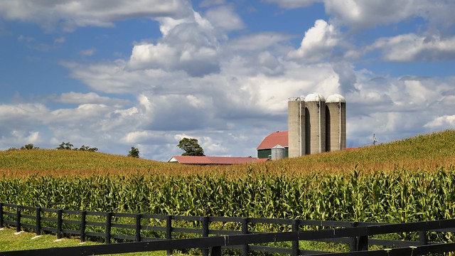 Ripening corn, Caledon, Ontario.