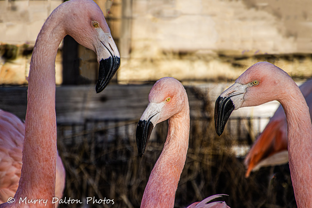 Flamingos IMG_4095