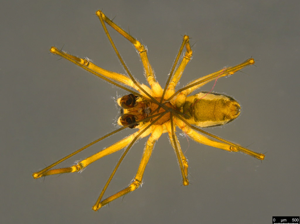 2b - Araneae sp.