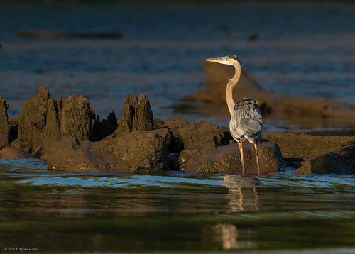 James River Wildlife by michael_orr25, Various wildlife along the James Riverheron jamesriver bird sonya7r3 richmond virginia wildlife sunr