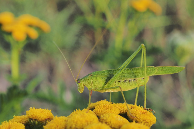 Grashüpfer - grasshopper