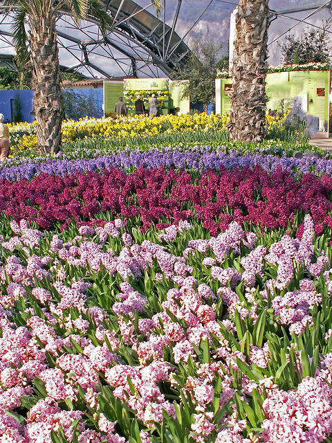 Hyacinths Display
