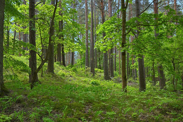 Riga / The Ethnographic Open-Air Museum of Latvia / Gadatirgus / Beautiful forest