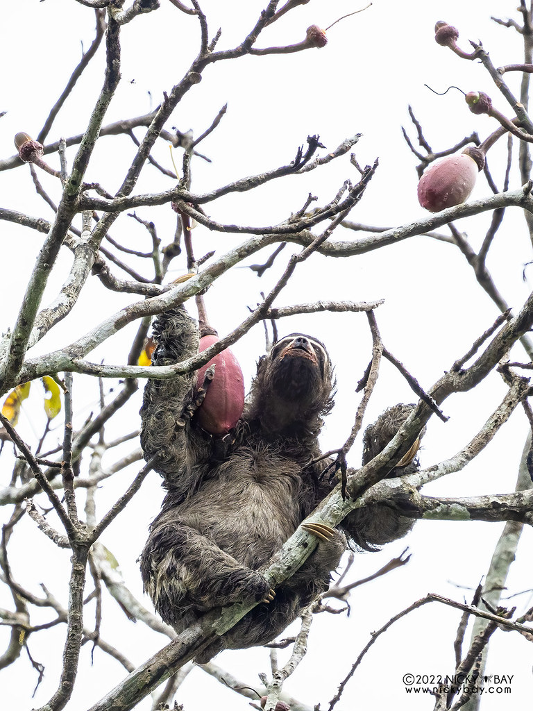 Brown-throated Three-toed Sloth (Bradypus variegatus) - P6122219