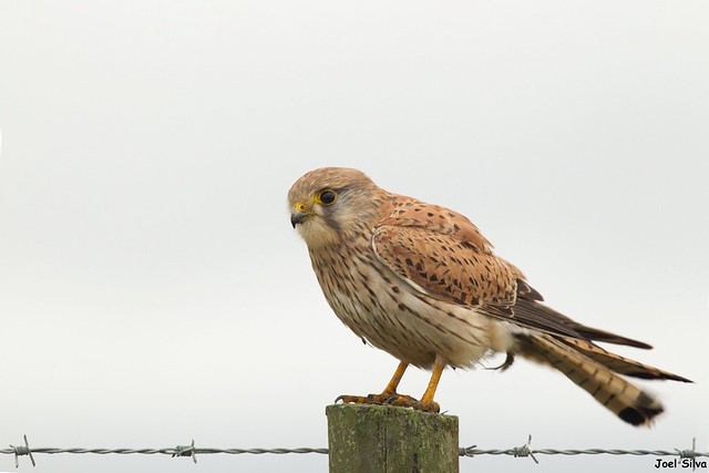 Peneireiro-comum---common-kestrel-(Falco-tinnunculus)