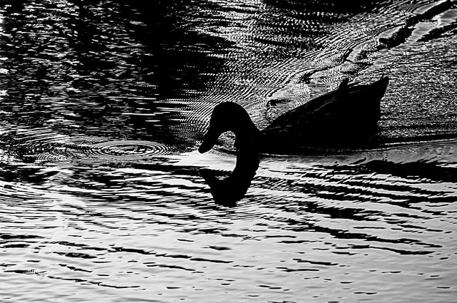 Duck on Zajic Lake