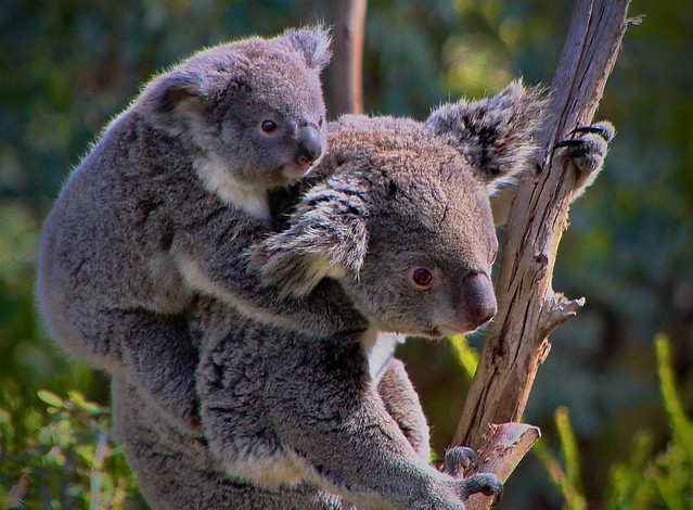 Baby Omeo Koala and Mom