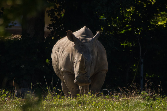 The Rhino an I