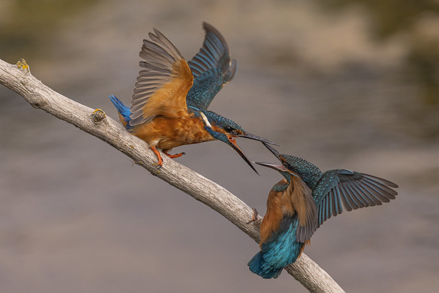 kingfisher getting seen off
