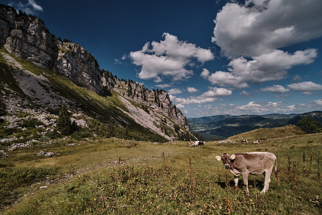 cow and mountains
