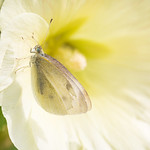 Cabbage butterfly, Everöd, July 18, 2022