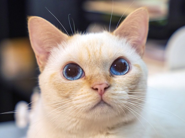 Choupie's eyes
