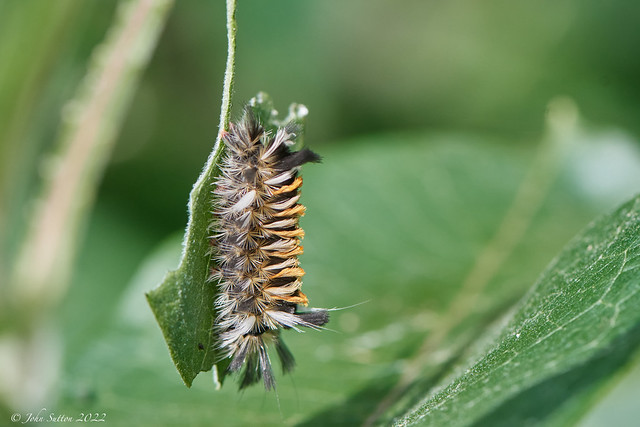 Milkweed Tussock Moth - Euchaetes egle