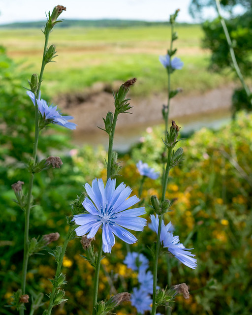 Chicory Blossoms, Scarborough, Maine (10475)