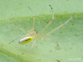 Big-jawed spider (Tetragnathidae) - P6142801