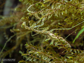 Moss mantis (Pseudopogonogaster mirabilis) - P6142792
