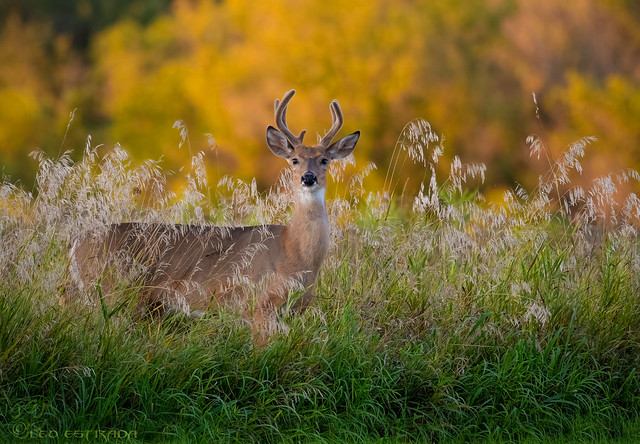 White-tailed yearling Buck.