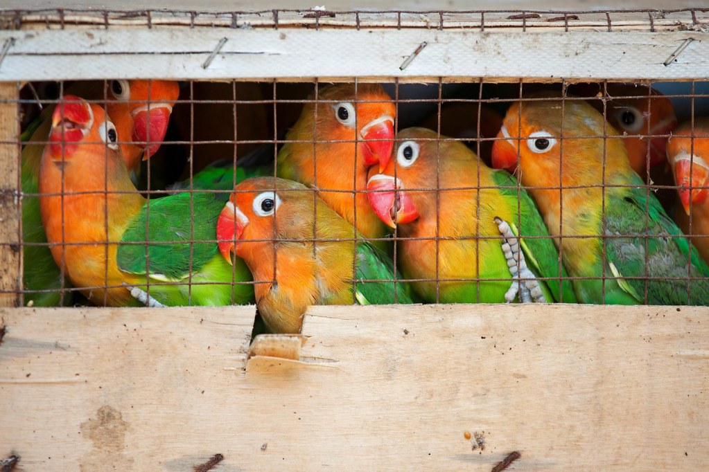 桂林的一個花鳥市場上，一籠費氏牡丹鸚鵡將被運送到寵物店。圖片來源：David Davis / Alamy