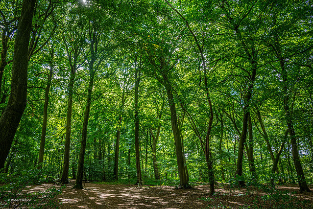 Trees in Captains Wood