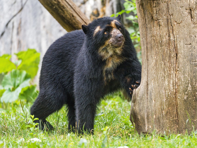 Spectacled bear about to climb